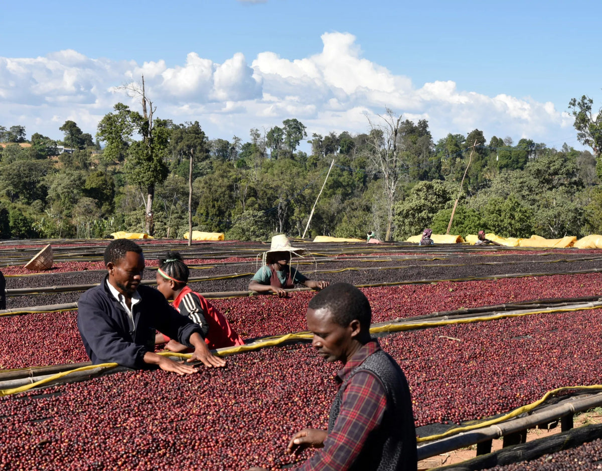 Two Coffees, One Origin: Exploring Banko Gotiti Washed &amp; Natural.